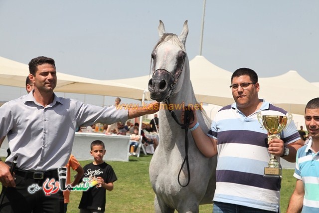 كفرقرع : سهارى بطلة الافراس ودينار بطل الفحول بمهرجان الربيع لجمال الخيول العربية ال٢١